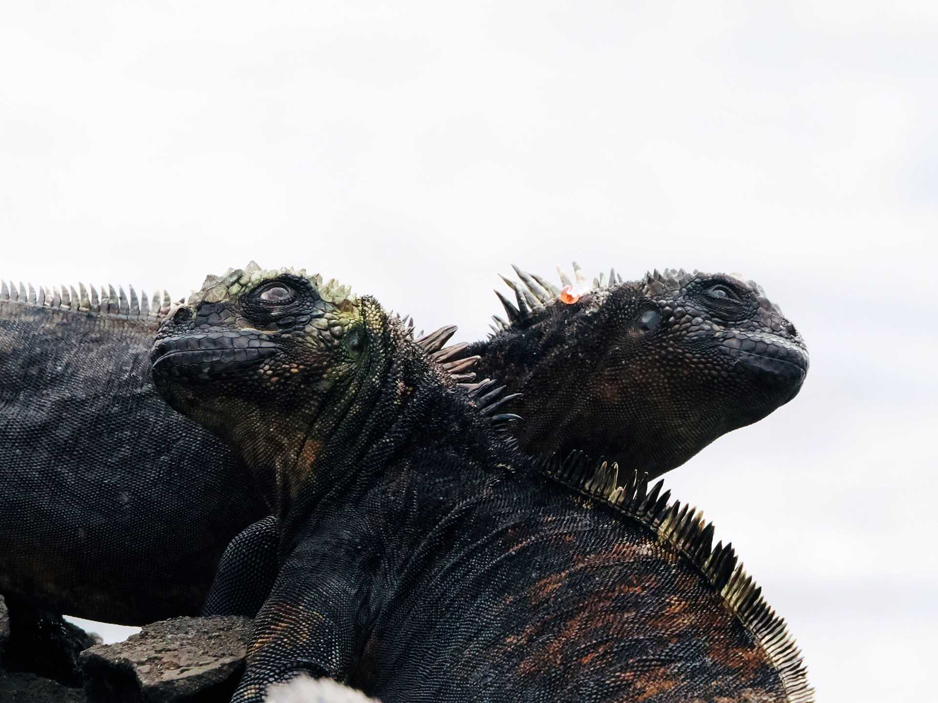 two black marine iguanas