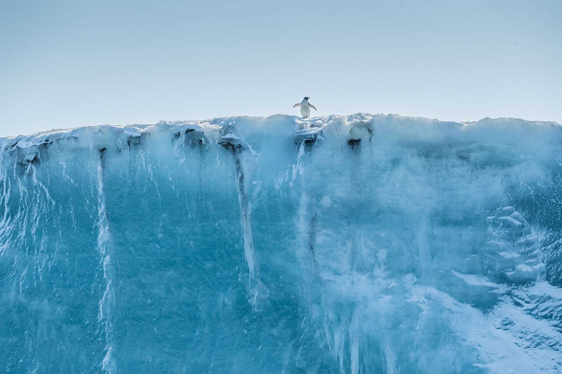 tiny penguin peeks over an iceberg