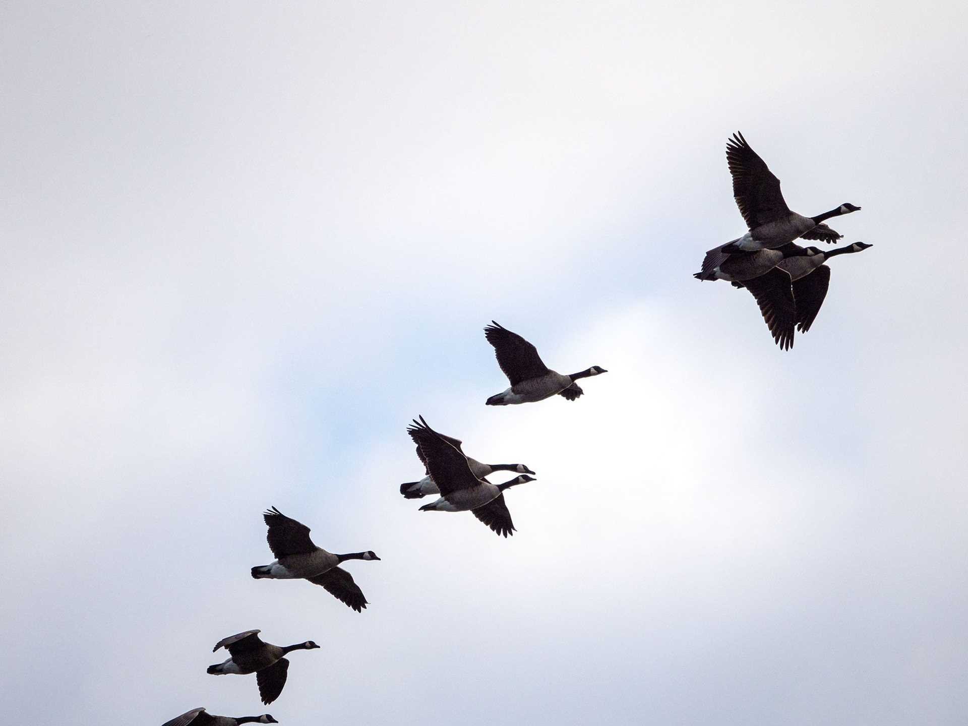 canada geese in flight