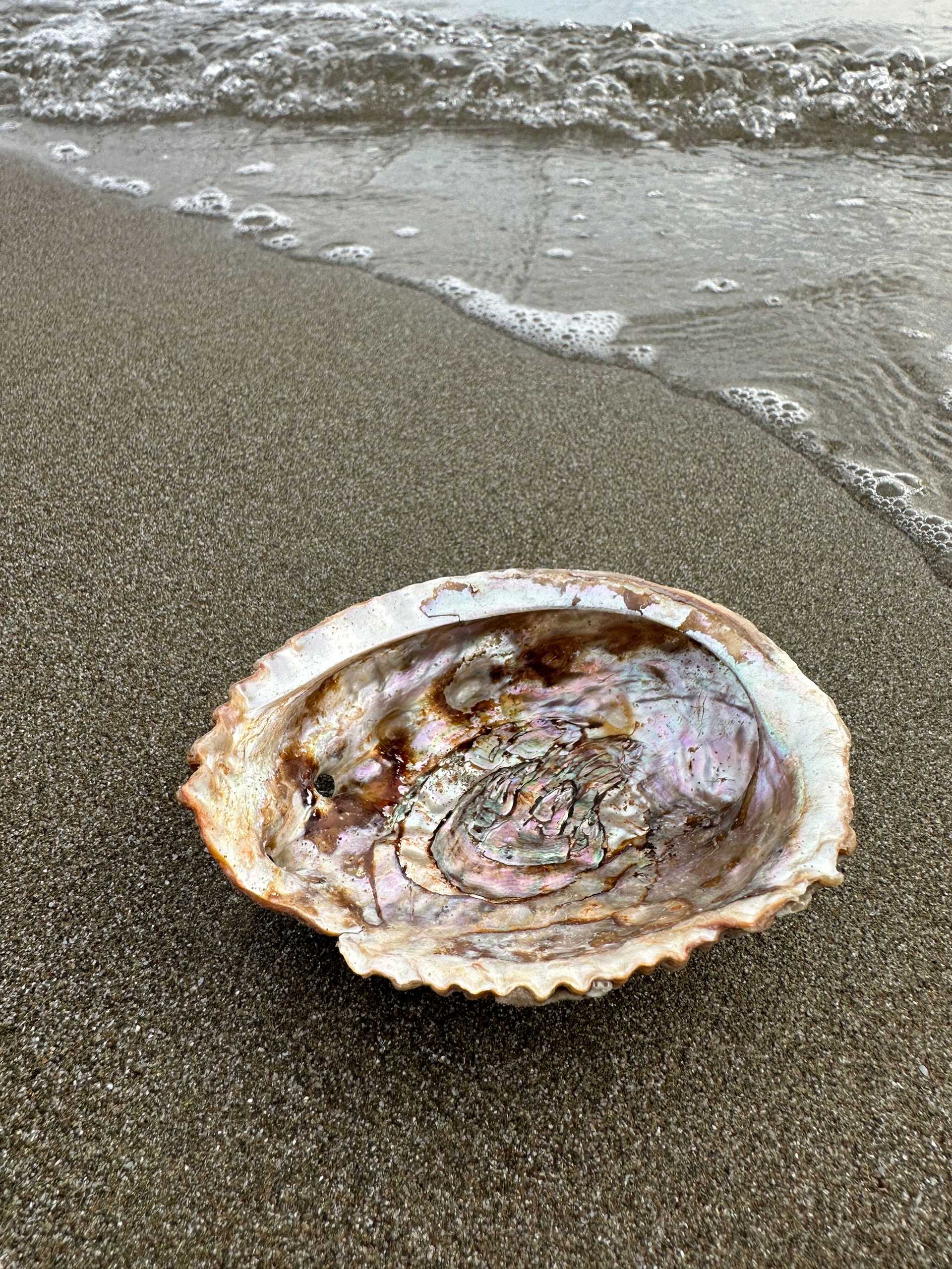 iridescent oyster shell