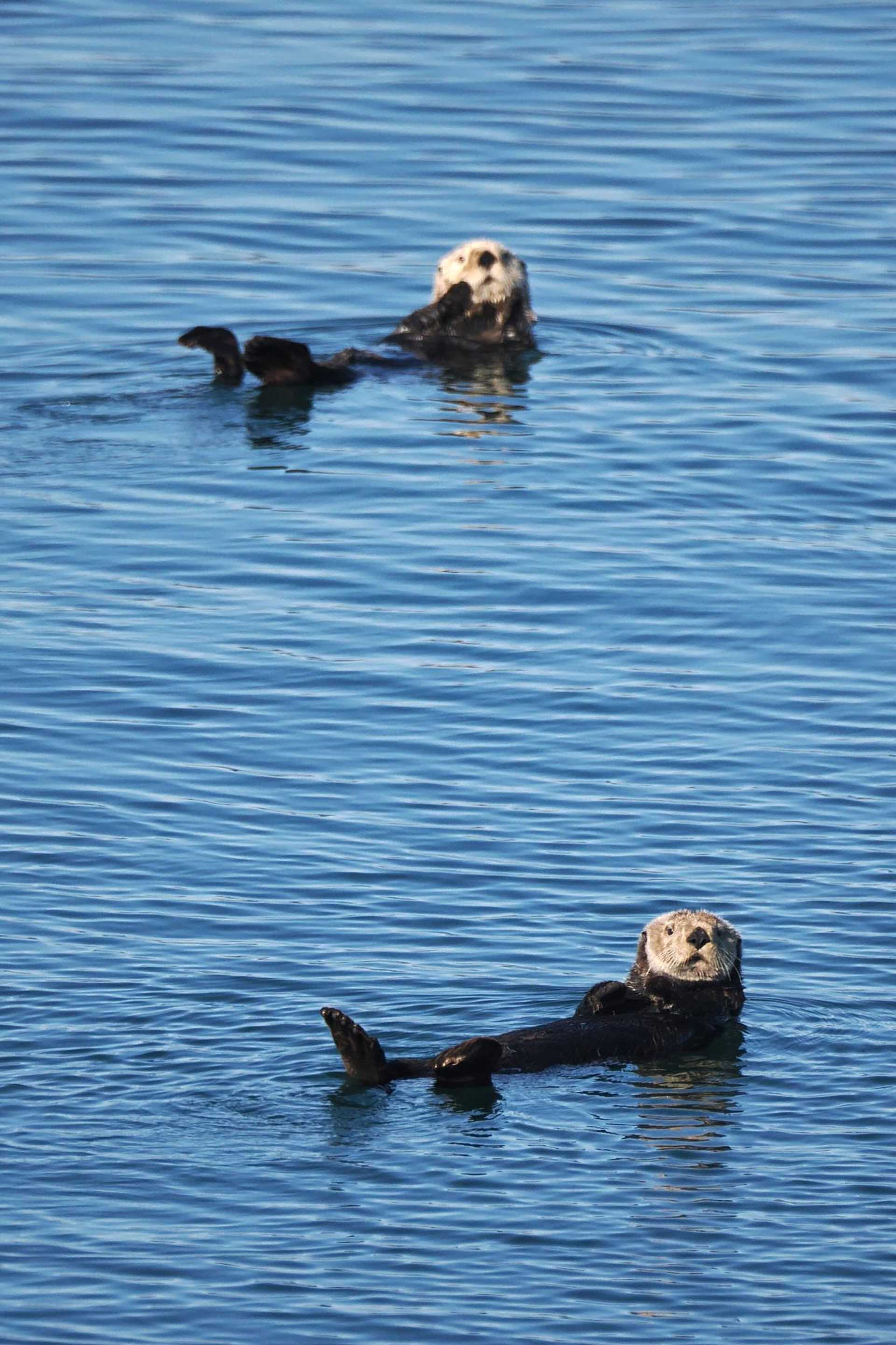 otters