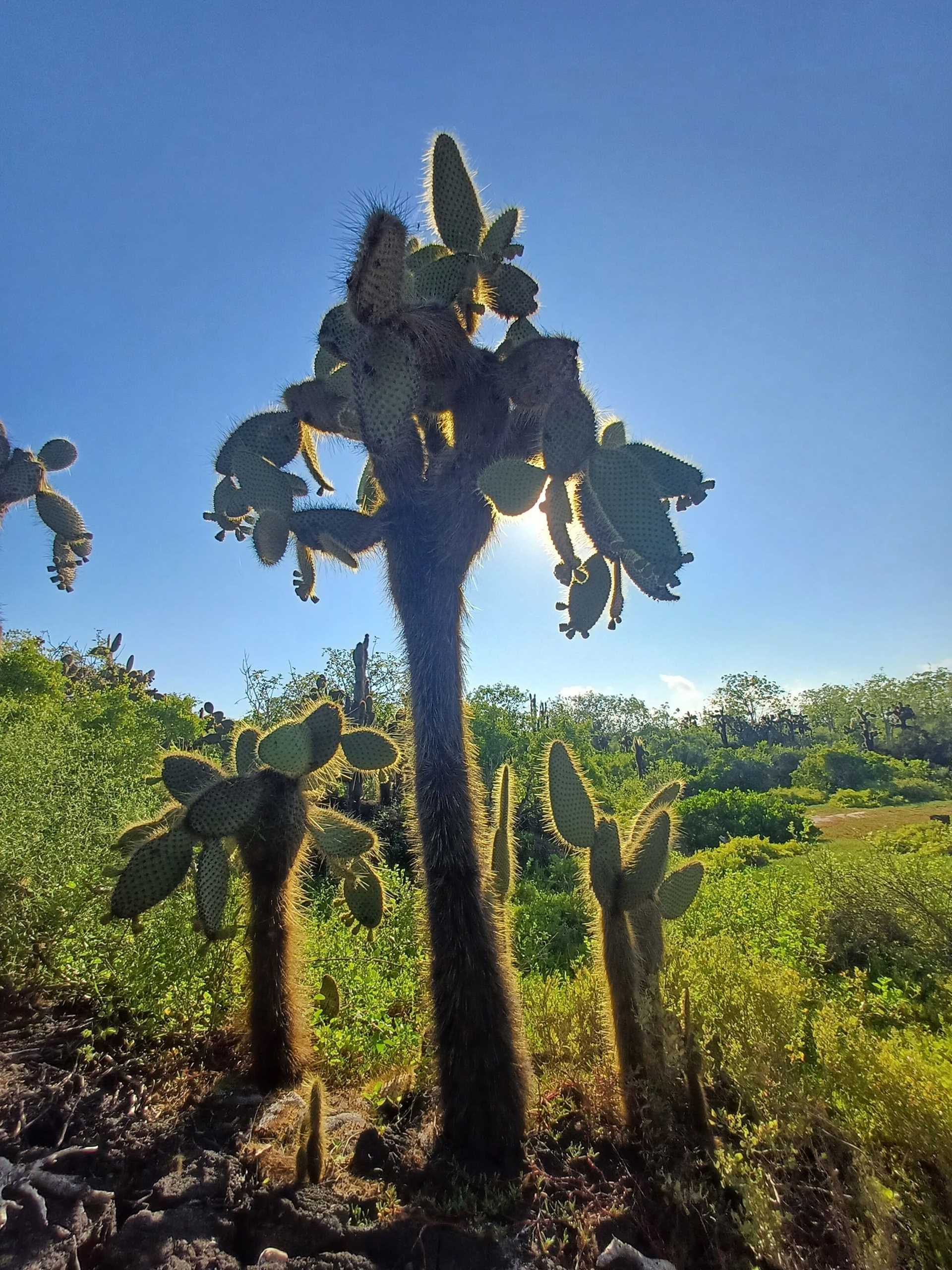 prickly pear cactus