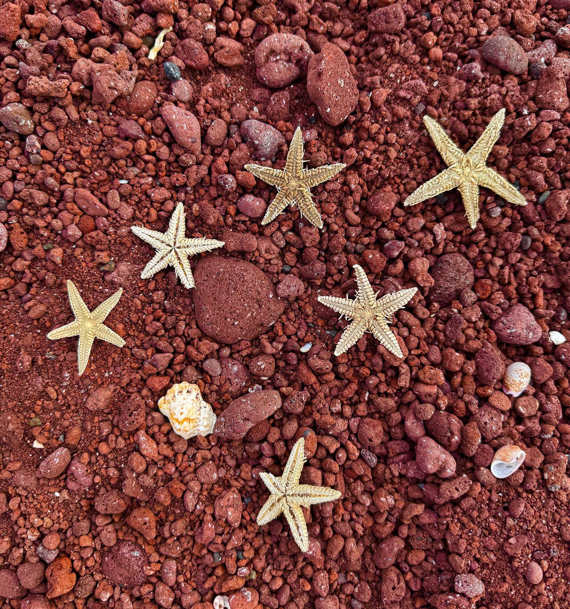 white sea stars on a bed of red sand