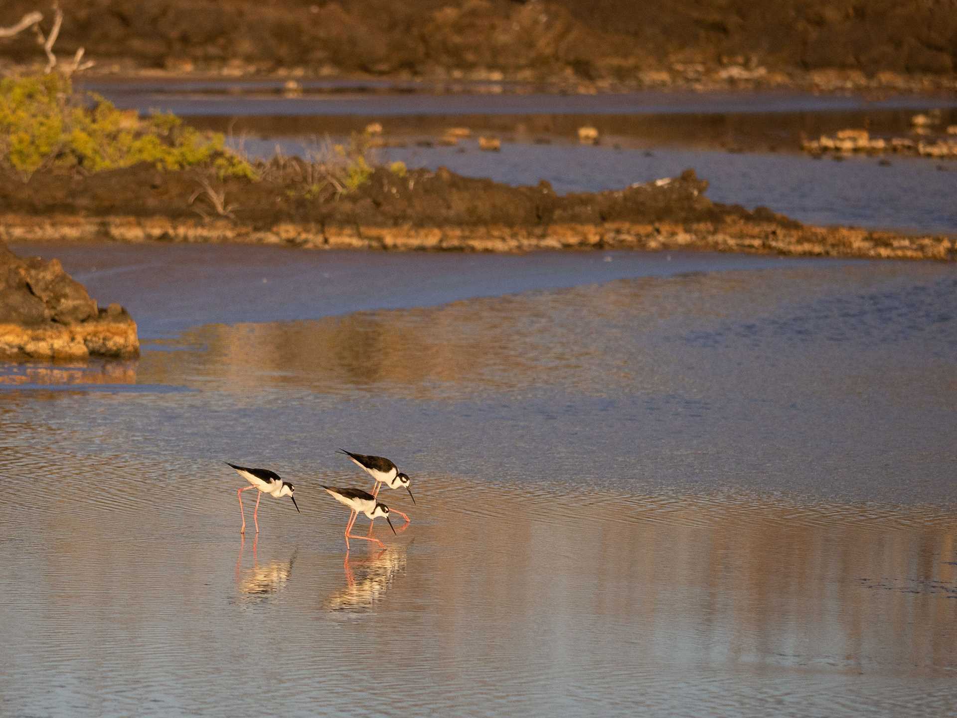 three black and white birds in a brackish lagoon