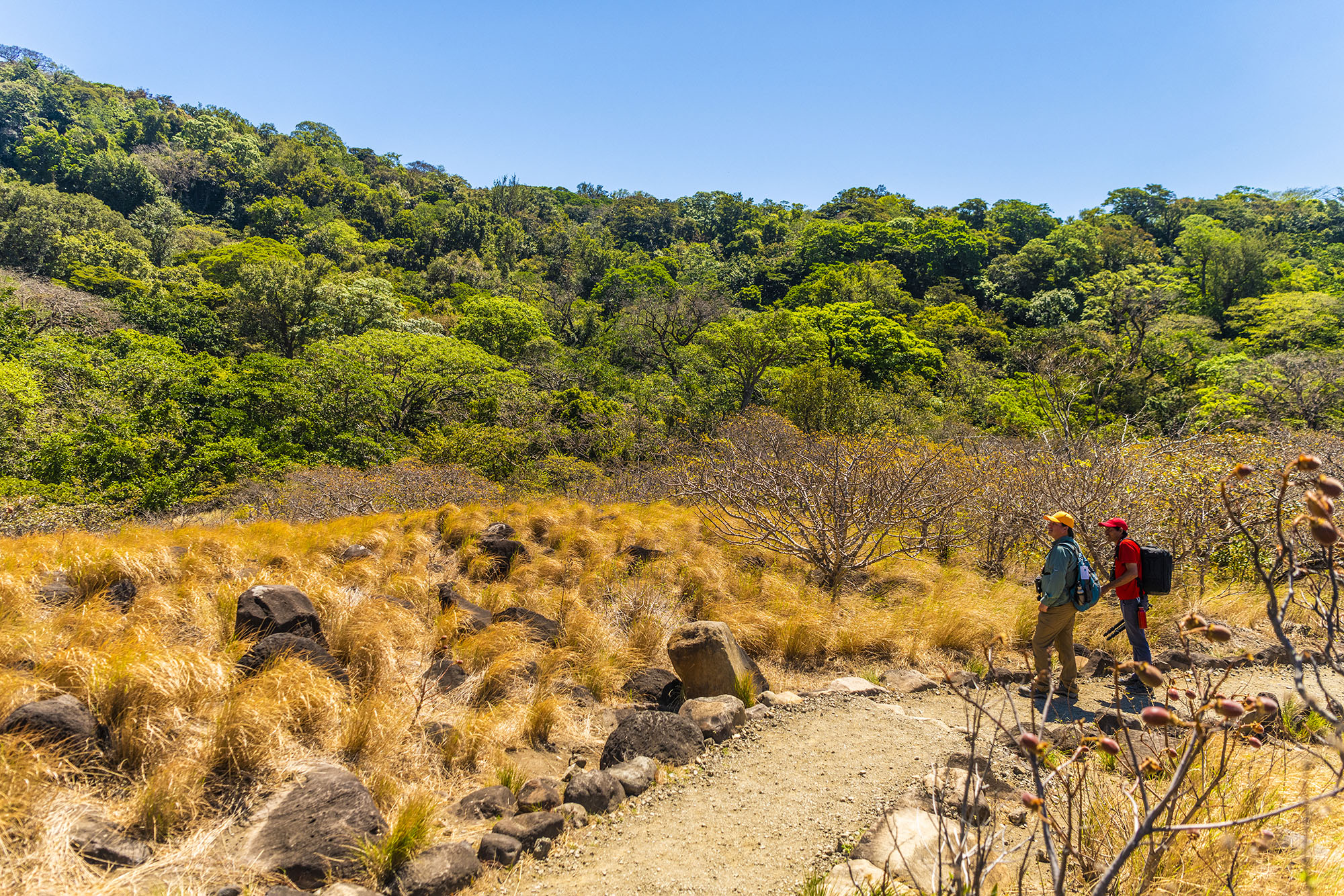 Dryforest_Guanacaste.jpg