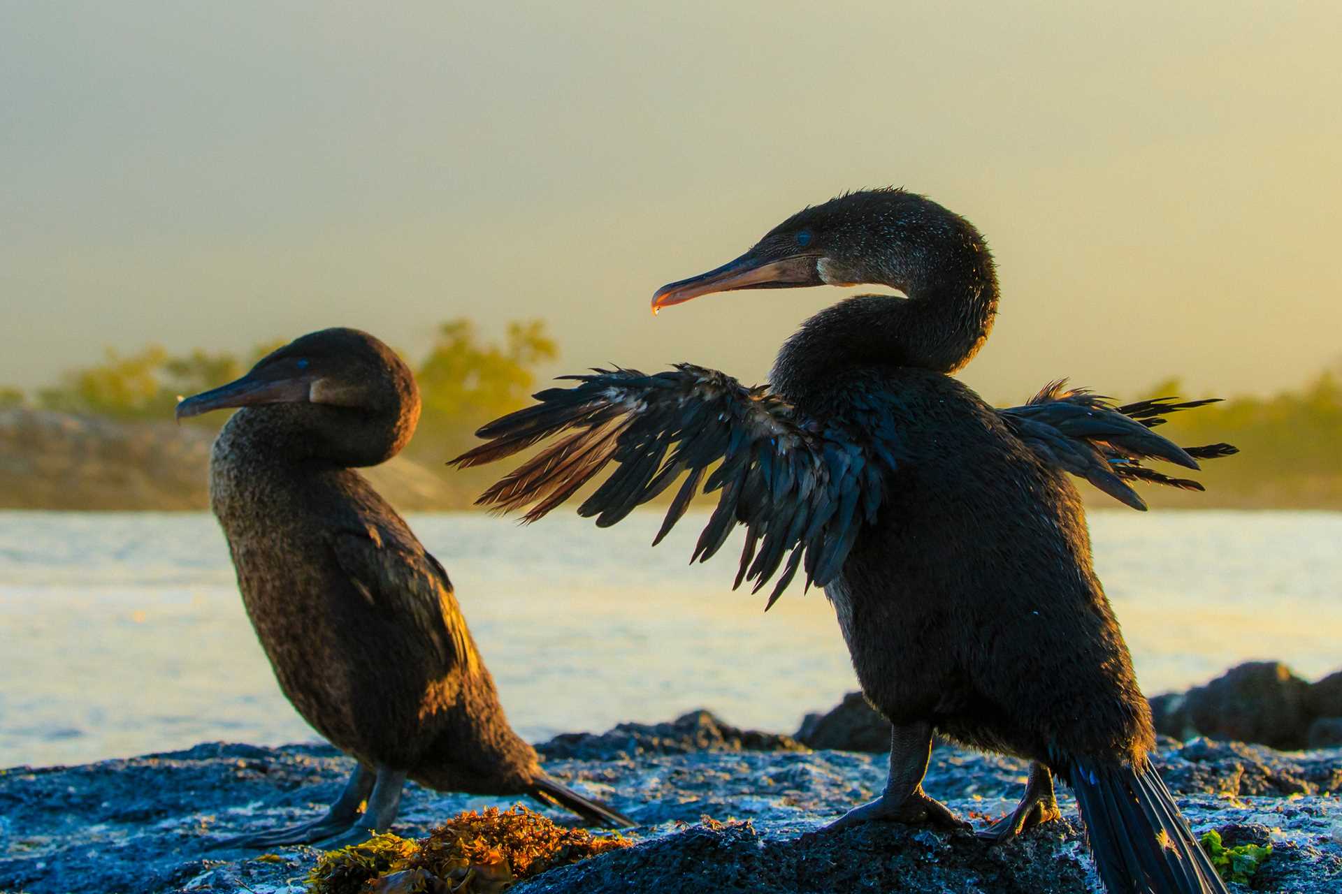 Two flightless commorant birds on Fernandina Island, Galápagos