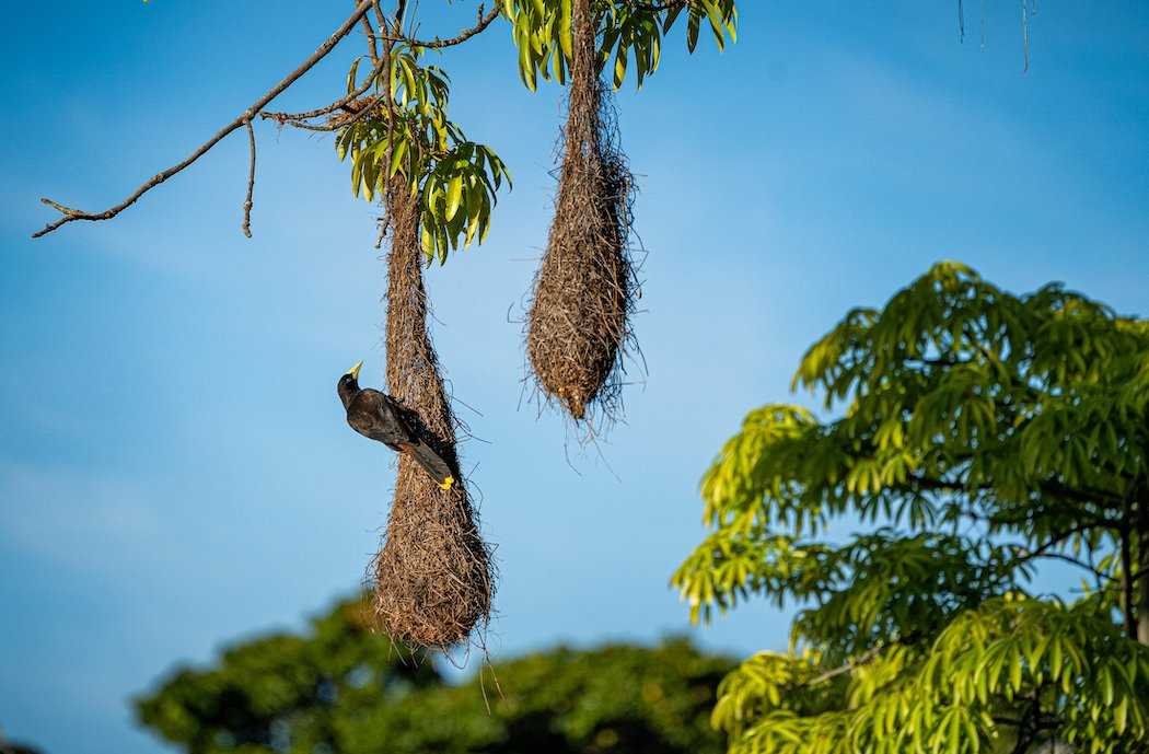 Oropendola nests.jpg