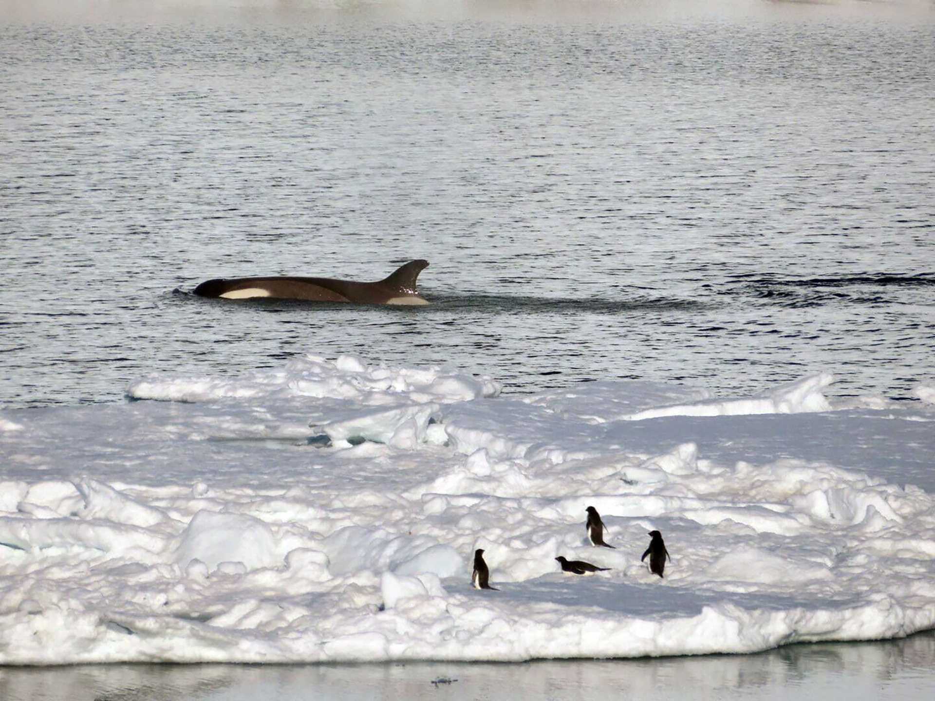 penguins stand on shore watching a killer whale