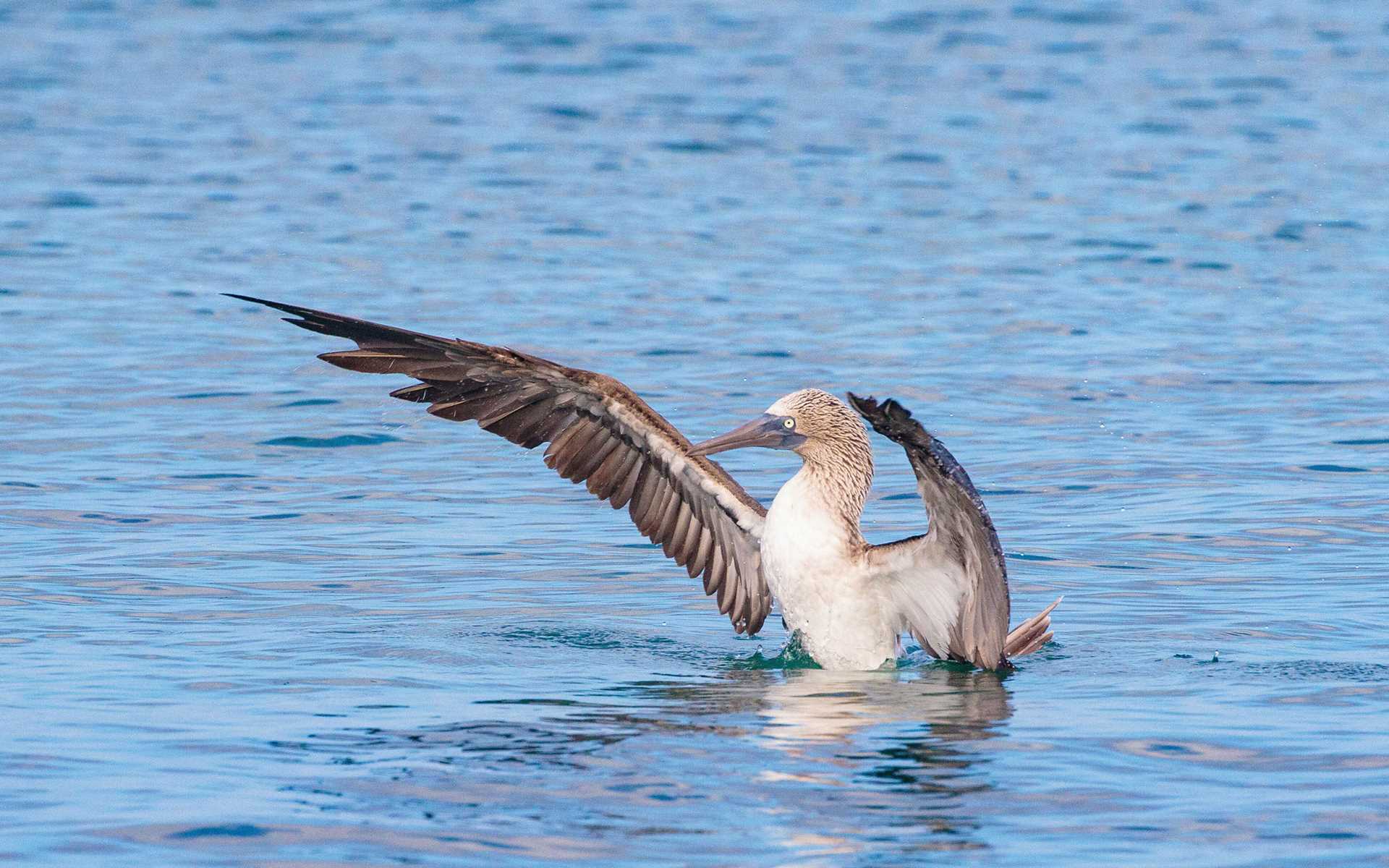 blue-footed booby